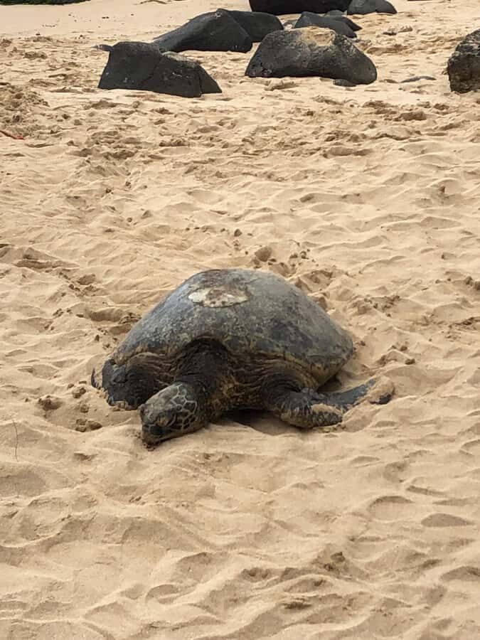 Pearl Harbor and Scenic Oahu Private Tour - Who this private tour suits best (and who should look elsewhere)